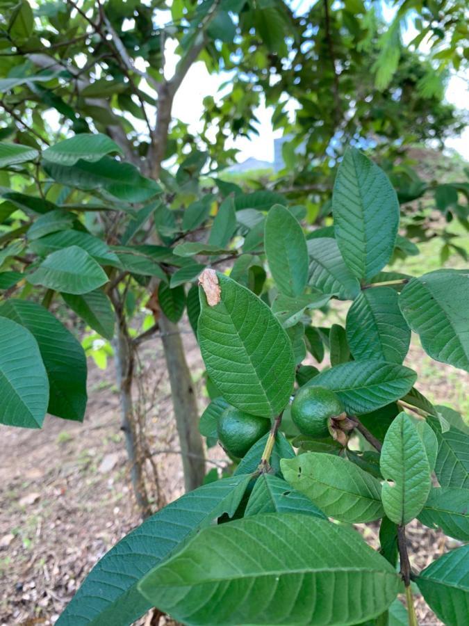 Camping Para Dos - A Escoger Segun Disponibilidad De Caseta O Cabana Caguas Exterior foto